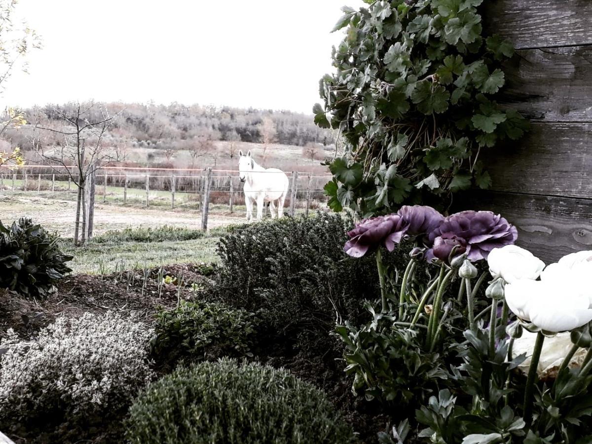 Podere Pievina Delle Corti - Dimora Di Campagna Sinalunga Luaran gambar